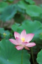 Lotus flower