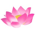 Lotus flower