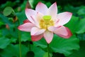 Lotus flower