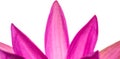 Lotus Flower Abstract III Royalty Free Stock Photo