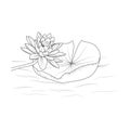 Lotus flower art, vector illustration of a bouquet of Egyptian lotus, in hand-drawn botanical spring elements natural collection Royalty Free Stock Photo