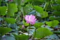 Lotus flower in august cloudy day Royalty Free Stock Photo