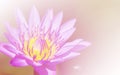 Lotus Flower background Royalty Free Stock Photo