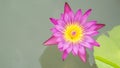Beautiful pink lotus flower in water and copy space. use for lot