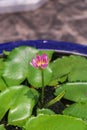 Lotus flower background floating in blue vase Royalty Free Stock Photo