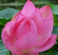 Lotus Flower. Background is the lotus leaf and lotus flower.