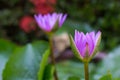 The Lotus Flower. Background is the lotus leaf. Royalty Free Stock Photo