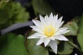 Beautiful creative color of lotus flowers