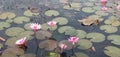 Lotus flower is a Beautiful flower in a lake, make mood booster