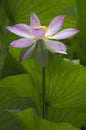 Lotus flower