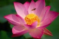 Lotus flower and bee Royalty Free Stock Photo