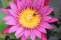 Lotus flower, bee in lotus at pond Royalty Free Stock Photo