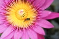 Lotus flower, bee in lotus at pond Royalty Free Stock Photo