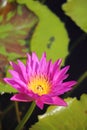 Macro photo of lotus flower with bees it may be design to your design graphic Royalty Free Stock Photo