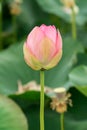 A lotus flower at the beginning of flowering