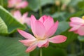 A lotus flower at the beginning of flowering
