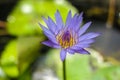 Lotus flower Royalty Free Stock Photo