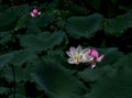 Lotus flower with black green leaf background