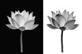 Lotus flower on black and white background