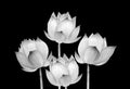 Lotus flower black and white color isolated on black background. Royalty Free Stock Photo