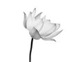 Lotus flower black and white color isolated on white background. Royalty Free Stock Photo