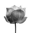 Lotus flower in black and white isolated Royalty Free Stock Photo