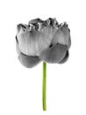Lotus flowerblack and white isolated on white background