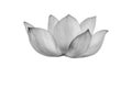 lotus flower black and white isolated on white background. Royalty Free Stock Photo