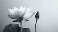 The Lotus flower is black and white and isolated on a white background. Royalty Free Stock Photo