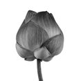 Lotus flower in black and white isolated on white background Royalty Free Stock Photo