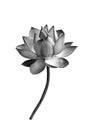 Lotus flower black and white isolated on white background Royalty Free Stock Photo