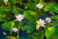 Lotus flower bloom above water