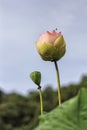 Ã Â¹ÅLotus flower bloom with bee