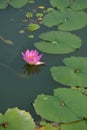Lotus flower in bloom