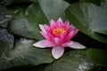 Pink lotus flower