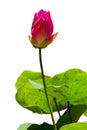 Lotus flower blooming beautifu