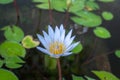 Lotus flower blooming in the garden. Royalty Free Stock Photo