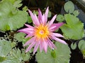 Lotus flower blooming on green leaves isolated on water surface background closeup. Royalty Free Stock Photo