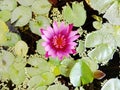 Lotus flower blooming on green leaves isolated on water surface background closeup. Royalty Free Stock Photo