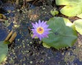 lotus flower blooming on green leaves and water surface background closeup. Royalty Free Stock Photo