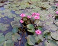 Lotus flower blooming on green leaves and water surface closeup. Royalty Free Stock Photo