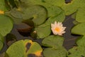 Lotus flower blooming in lilypad pond