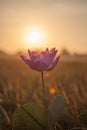 Lotus flower in bloom with the sun behind