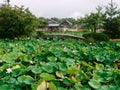 Lotus flower blooming on a pond of Japanese lotus garden Royalty Free Stock Photo