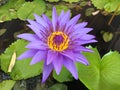 Lotus flower blooming purple in the garden.