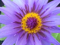 Lotus flower blooming purple in the garden.