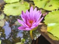 Lotus flower blooming purple in the garden.