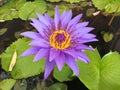 Lotus flower blooming purple in the garden.