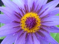 Lotus flower blooming purple in the garden.