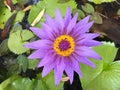 Lotus flower blooming purple in the garden.